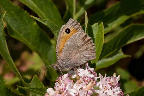 Farfalla abruzzese 2 - Hyponephele lupina